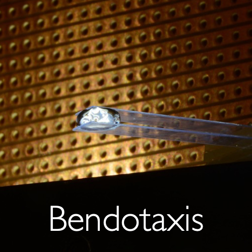 Bendotaxis