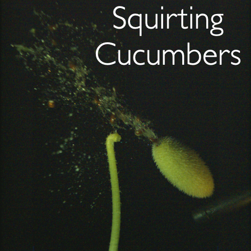 Squirting Cucumber