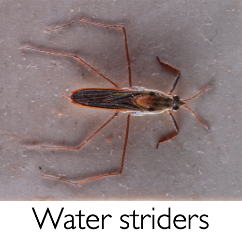 Water strider